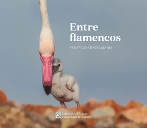 Entre Flamencos